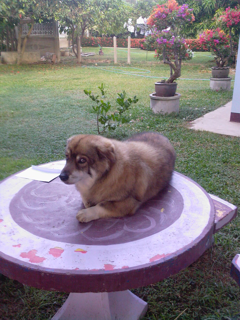 มิสเตอร์วูฟล์แพนเค้ก | MR.Wolf Pancake shertaem