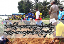 ปลูกหญ้าแฝก