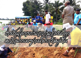 ปลูกหญ้าแฝก