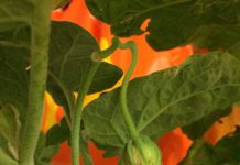 มะเขือเปราะติดลูกแล้ว