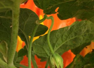 มะเขือเปราะติดลูกแล้ว